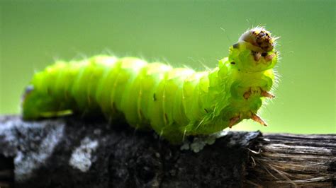  Neobenedenia! Un gusano plano que provoca pesadillas en acuarios de agua salada