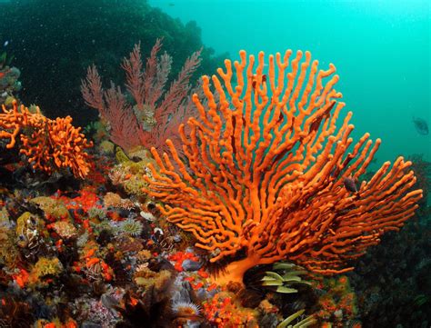  Fan Coral: Un misterio biológico sumergido en un jardín de colores vibrantes!