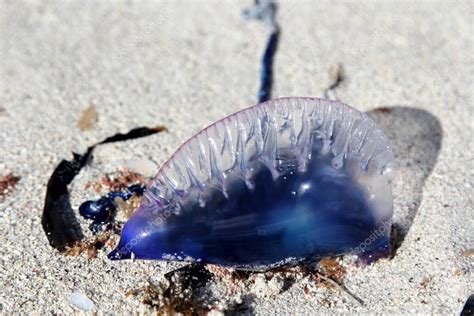 Fenómena! Un hidrozoario que desafía las normas de la naturaleza con sus tentáculos luminosos