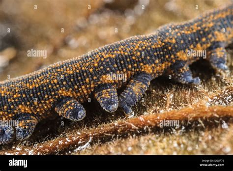  Japonecidae: ¿Una familia de gusanos marinos con la piel de terciopelo?