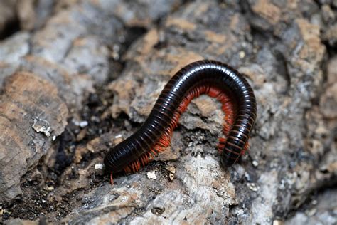  Millipede: ¿Un Maestro del Deslizamiento Subterráneo o un Explorador de Hojarasca que se Arriesga con el Sol?