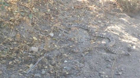 Rattlesnake: ¿Un maestro del camuflaje con un cascabel que anuncia la muerte?