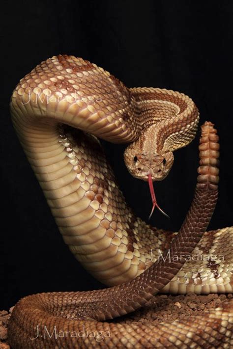 Rattlesnake: ¿Un maestro del camuflaje con un cascabel que anuncia la muerte?