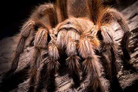  Tarántula: ¿Un Maestro de la Paciencia con Patas Peludas o un Inquieto Cazador Nocturno?