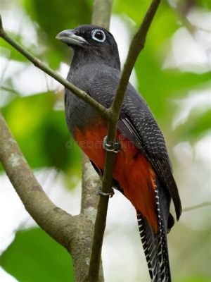  Trogón, un ave tropical que brilla con la intensidad de mil amaneceres!