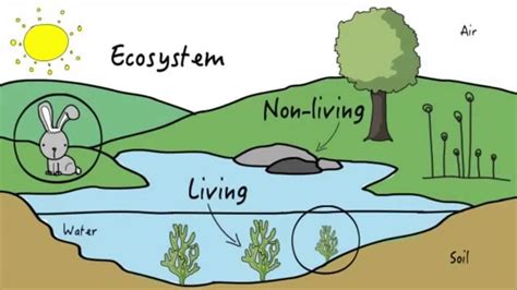  Zoochlorella: Una criatura diminuta que lleva consigo su propio ecosistema dentro de sus células