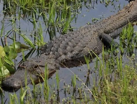  Alligator: ¿Un Reptil Primitivo Capaz de Atrapar un Manjar en un Solo Movimiento?