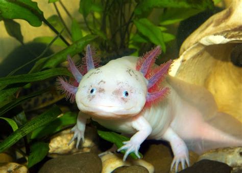  Axolotl: ¿Un Adorable Dragón de Agua Real o un Pez con Talento para la Regeneración?