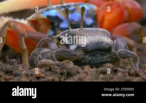  Fiddler Crab: Una criatura con un disfraz extravagante que usa su garra para atraer parejas!