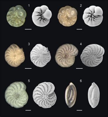  Foraminifera: ¡Un Viaje Microscópico al Fondo del Océano!