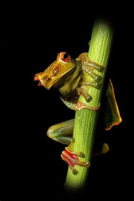  Jade Tree Frog: ¡Descúbrelo - Una criatura que trepa por los árboles con un canto que suena a una armónica celestial!