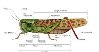  Saltamontes: ¡Una maravilla de saltos y metamorfosis sorprendentes en el mundo insecto!