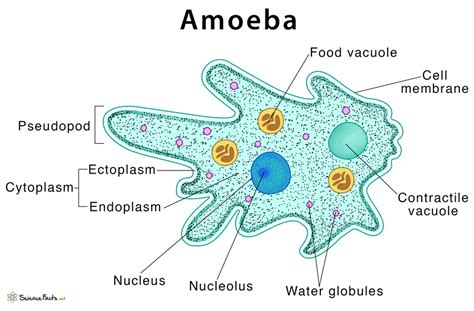  Taxamoeba: ¿Una Amoeba que baila con la música del océano?